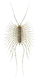 hairy centipedes, house centipedes