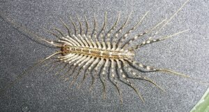 scutigera coleoptrata