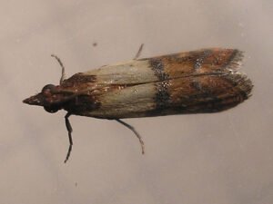 Plodia interpunctella, indian meal moth