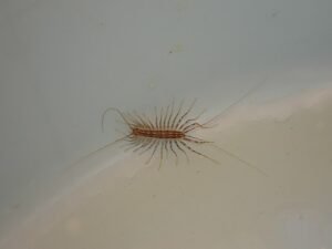 centipedes hairy, house centipede