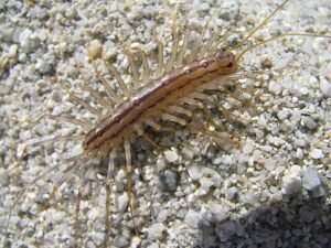 scutigera coleoptrata, house centipedes