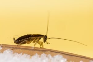 cockroach prevention before summer heat