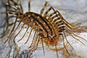 hairy centipedes