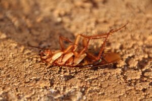palmetto bugs