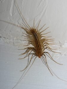 Scutigera coleoptrata, house centipede, hairy centipede