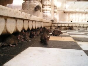 rat infestation control