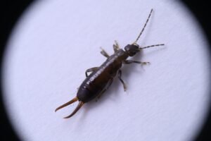 earwigs