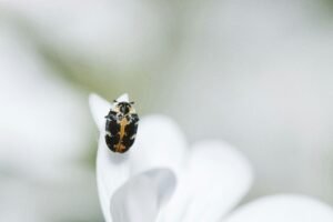 beetle pests