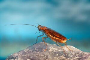 Cockroach Pest Control Services