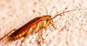 how long does it take to get rid of roaches after extermination in a kitchen