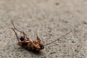 cockroach control 