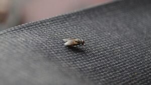 house flies
