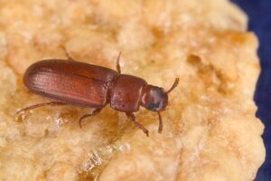 flour beetle tribolium castaneum