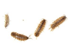 sowbugs