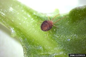 clover mite Bryobia praetiosa