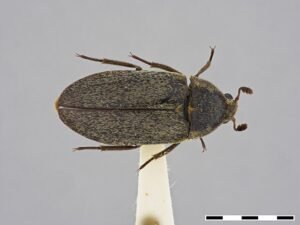dermestes maculatus 
