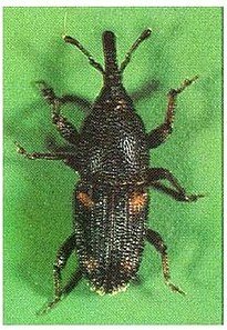 Rice Weevil