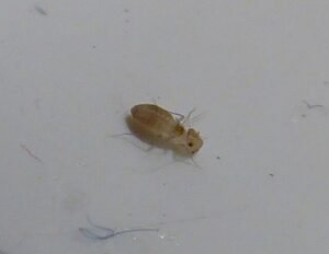 psocoptera booklice