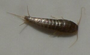 silverfish