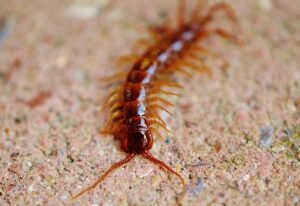 house centipede lifecycle