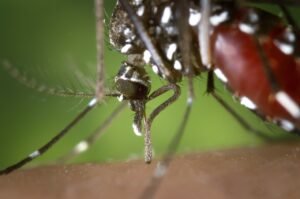 tiger mosquito aedes albopictus