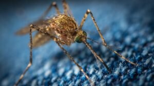 mosquitoes 101