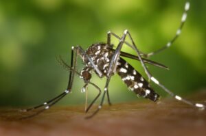 tiger mosquito aedes albopictus