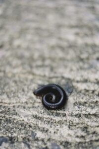 millipedes