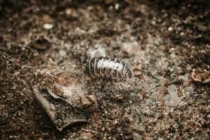 pillbugs
