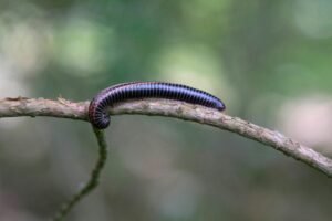 millipedes