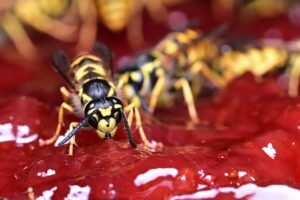 wasps
