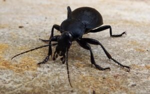 ground beetles