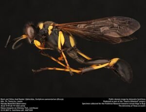 Black Yellow Mud Dauber