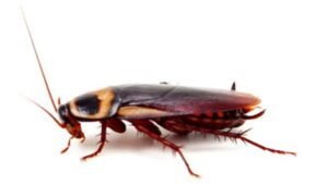 Blatella germanica, german cockroach, cockroach of the kitchen