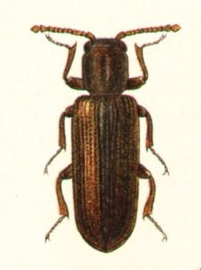 Powderpost Beetles lyctus suturalis