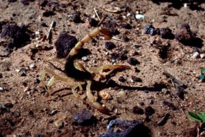 scorpion scorpiones