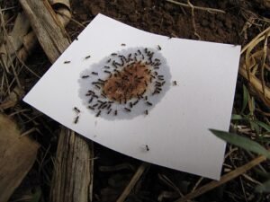 odorous house ants
