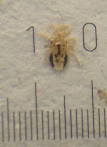Ornithonyssus sylviarum , bird mites