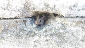 house mice, mus musculus