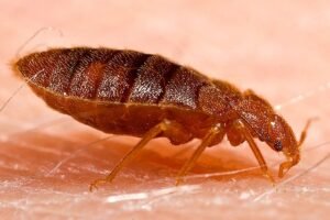 Adult bed bug , Cimex lectularius