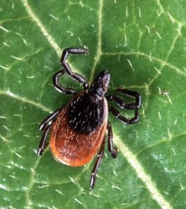 male tick