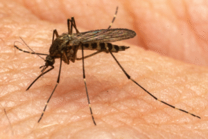 mosquitoes Aedes Washinoi