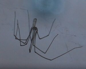 Cellar Spiders