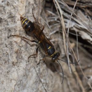 Asian Mud dauber