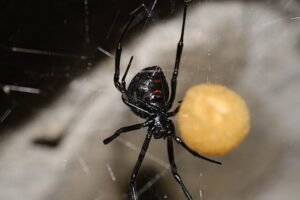 Black Widow Spider with Eggsack, Latrodectus