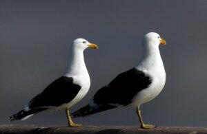 Black backed gulls_