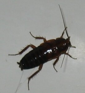 Blatta orientalis, oriental cockroaches