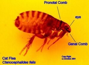 cat fleas