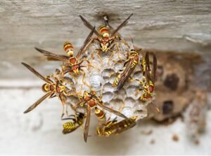 Common Paper Wasp