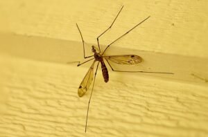 crane flies
